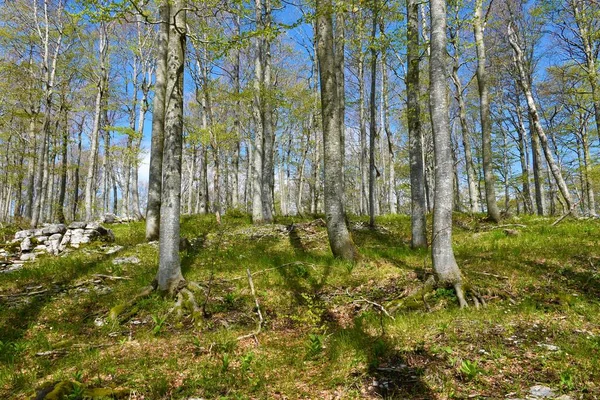Gemäßigter Laubbuchenwald Fagus Sylvatica Frühling — Stockfoto