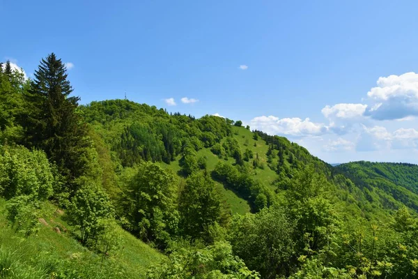 スロベニアのStajerskaにあるMrzlica丘を覆う森の頂上の景色 — ストック写真