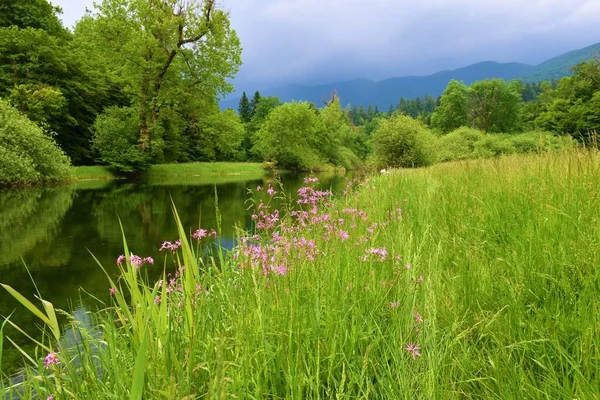 Pink ragged-robin (Silene flos-cuculi) flowers next to Rak river in Rakov Skocjan in Notranjska, Slovenia