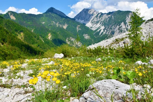 斯洛文尼亚卡拉万科山区有选择重点的黄色高山罂粟花 — 图库照片
