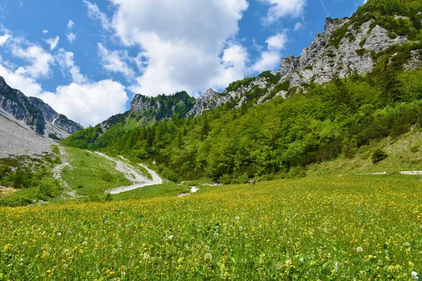 Sárga Virágos Rét Karavanke Hegységben Szlovéniában — Stock Fotó