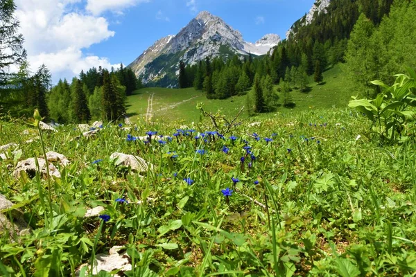 Vrtaca峰位于Karavanke山脉的Zelenica地区 有选择性地集中种植蓝春天鹅绒花 — 图库照片