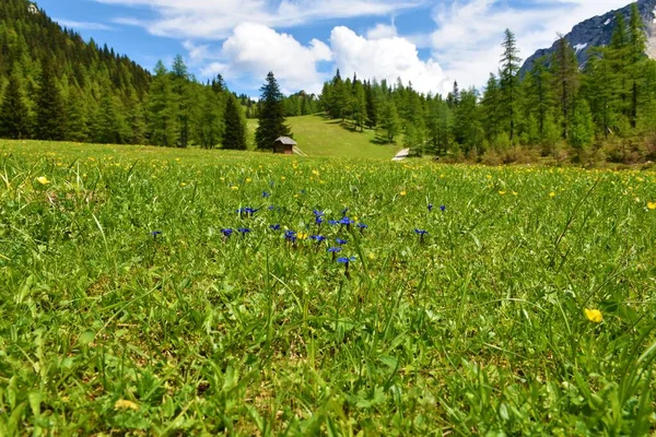 Wiese Bei Zelenica Den Karawanken Slowenien Mit Blauen Enzianblüten — Stockfoto