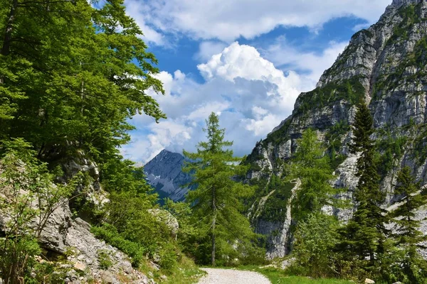 Albero Larice Larix Decidua Zelenica Nelle Montagne Del Karavanke Slovenia — Foto Stock