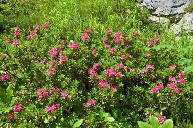 Pembe çiçekli alpenrose (Rhododendron hirsutum) çalılığı