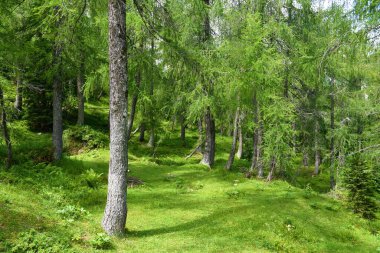 Alp tarlası (Larix desidua) ormanı