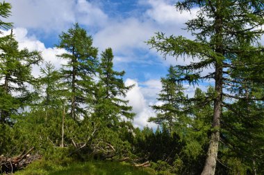 Dağ tarlası (Larix desidua) ağaçları ve mugo çamı (Pinus mugo)