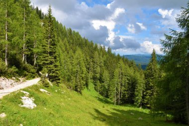 Lipanca yolu ve Pokljuka, Gorenjska, Slovenya üzerinde bir tarla ve ladin ormanı