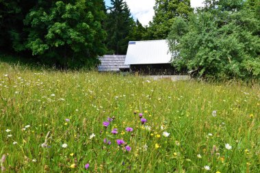 Slovenya 'nın Pokljuka kentindeki Meadow Javornica' da, eski kulübeleriyle kısa yakalı knapweed (Centaurea nigrescens) çiçekleri