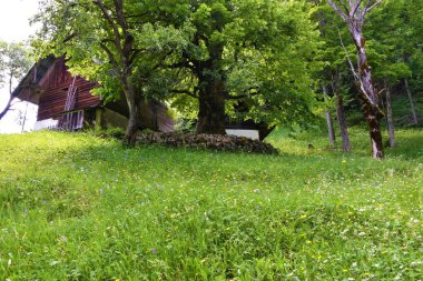 Çiçekli çayır ve eski büyük yapraklı ıhlamur ağacı (Tilia platyphyllos) bir ahşap kulübenin yanında.