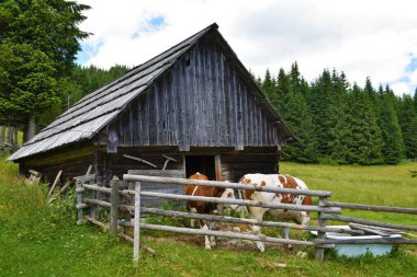 Pokljuka, Slovenya 'daki eski ahır. Önünde inekler var.