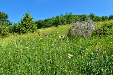 Çayırdaki Mor Cirsium pannonicum çiçekleri