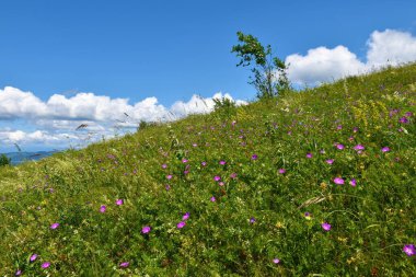 Pembe turna gagalı çayır (Geranium sanguineum) çiçekleri