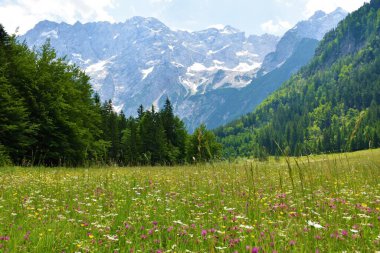 Slovenya 'nın Gorenjska kentindeki Jezersko' da çiçeklerle dolu renkli bir çayırın üzerindeki Skuta Dağı manzarası