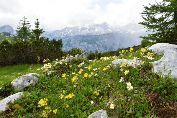 位于斯洛文尼亚Gorenjska Julian阿尔卑斯山Mrezce的高山草地上 开着黄色的肾脉花和白色的山地乌鸦 Dryas Octopetala — 图库照片