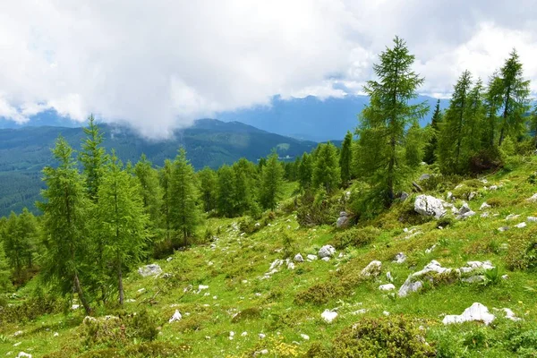 斯洛文尼亚Pokljuka上方Mrezce的高山草甸和落叶松森林 — 图库照片