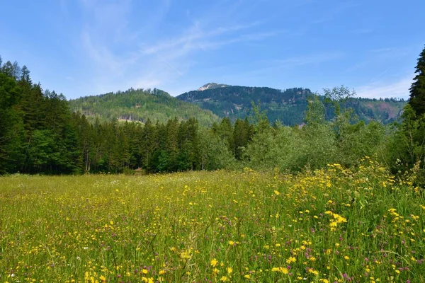Hutan Berpuncak Pegunungan Karavanke Atas Jezersko Slovenia Dan Padang Rumput — Stok Foto