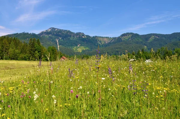 Louka Jezersku Gorenjské Slovinsko Květinami Lesy Pokrytými Karavanskými Horami Nad — Stock fotografie