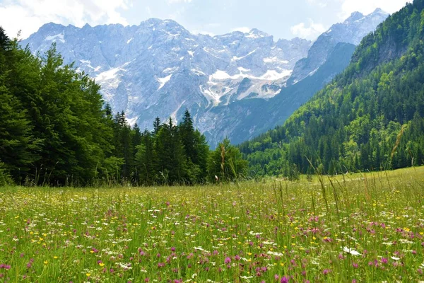 在斯洛文尼亚Gorenjska的Jezersko 俯瞰着五彩缤纷的草地上的Skuta山 — 图库照片