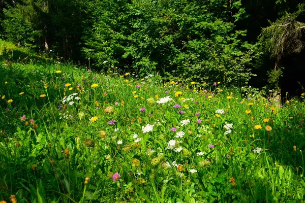 Bunte Sommerwiese Mit Gelben Rosa Und Weißen Blüten — Stockfoto