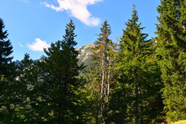 Slovenya 'nın Karavanke kenti Kepa yakınlarındaki dağ kozalaklı ladin (Picea abies) ormanı