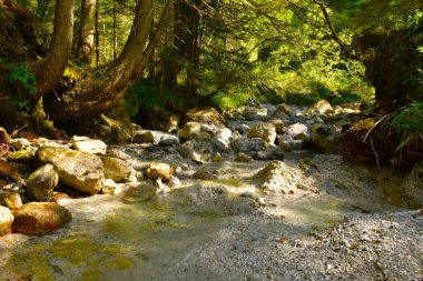 Kireçtaşı kayaları olan Rocky deresi bir orman boyunca akıyor.