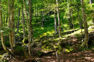Güzel geniş yapraklı, yaprak döken, ılıman kayın (Fagus sylvatica) ormanı