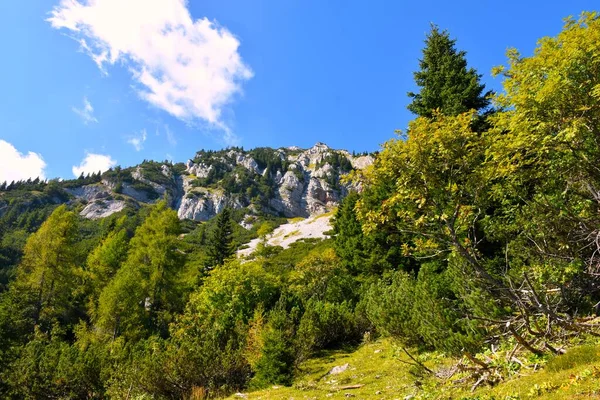 Precipite Abajo Montaña Kepa Karavanke Eslovenia Alerce Coníferas Abetos Rowan —  Fotos de Stock