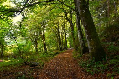 Yazın kayın ağacı olan ılıman, yaprak döken geniş bir ormandan geçen patika.