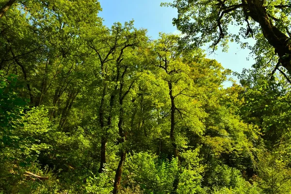 Tall trees in a temperate, deciduous, broadleaf european forest lit by sunlight
