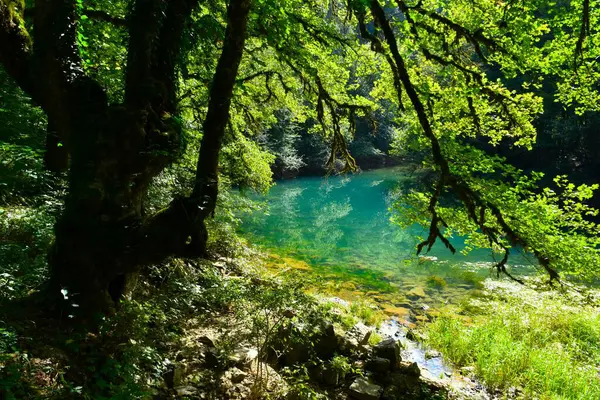 Árvore Lado Rio Strzen Lago Cerknica Notranjska Eslovénia — Fotografia de Stock