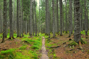 Slovenya 'nın Pokljuka kentindeki kozalaklı ladin ormanından geçen yol