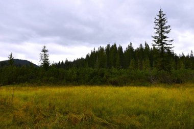 Slovenya 'nın Gorenjska kentinde arka planda ladin ağaçları olan Pokljuka' daki turba bataklığı