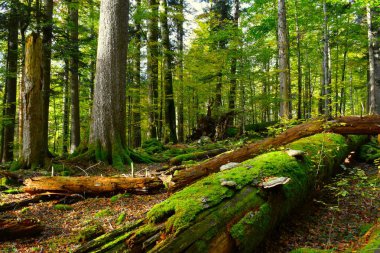 Slovenya 'nın Kocevski Rog kentinde, Rajhenav ilkel ılıman, karışık geniş yapraklı ve kozalaklı ağaçlarda çürüyen ağaç gövdesini yosun ve mantarlar kapladı.