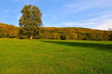Slovenya 'nın Kocevski Rog kentinde Rajhenav otlağı.