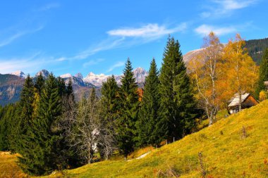 Julian Alpleri, Gorenjska, Slovenya 'da altın renkli huş ağacı (Betula pendula) ağaçları ve Miseljski Vrh ve Ogradi dağ zirveleriyle Uskovnica alp otlağı