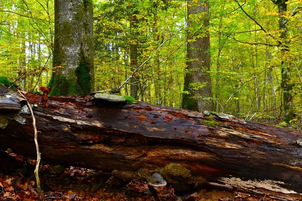 Decomposing fallen tree with mushrooms and beech and fir tree trunks in Rajhenav old-growth temperate forest in Kocevski Rog, Slovenia