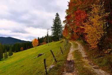 Slovenya 'nın Gorenjska kentinde sonbahar renkli ağaçlarla Uskovnica otlağının yanından geçen çakıl yolu