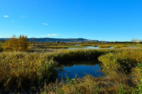 stock image Marshland at Skocjanski zatok with reeds and Koper town in Primorska, Slovenija