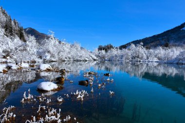 Slovenya 'nın Gorenjska kenti Kranjska Gora yakınlarındaki Zelenci' de vahşi ördekler (Anas platyrhynchos)