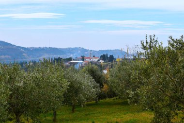 Slovenya 'nın Primorska kentindeki Strunjan tepesinde bir kilise ve zeytin ağaçları
