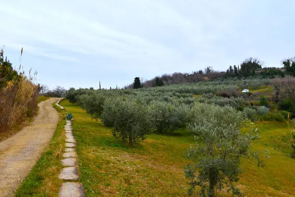 Slovenya 'nın Primorska kentindeki Strunjan' da bir zeytin korusunun yanındaki çakıl yolu