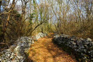 Kras, Primorska, Slovenya 'daki kuru taş duvarlar arasındaki bir ormandan geçen patika.