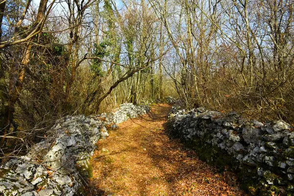 Kras, Primorska, Slovenya 'daki kuru taş duvarlar arasındaki bir ormandan geçen patika.