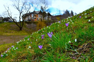 Seçici odak noktasında mor bahar çiçeği ve arka planda evler