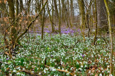 Beyaz kar damlası (Galanthus nivalis) ormandaki bahar çiçekleri