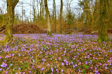 European hornbeam forest with purple spring crocus (Crocus vernus) flowers clipart
