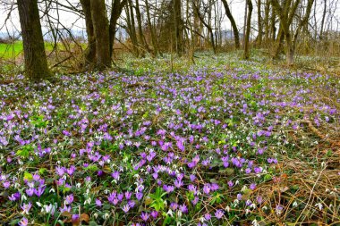 Beyaz karkarkarkarkarlı renkli bahar çiçekleri (Galanthus nivalis) mor bahar ekini (Crocus vernus) ve Helleborus odorusu