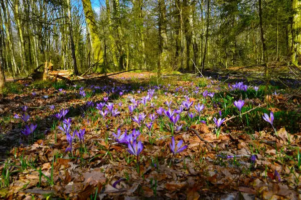 Mor ilkbahar kruvazörü (Crocus vernus) güneş ışığıyla aydınlatılan ılıman, yaprak döken bir ormanda çiçek verir.