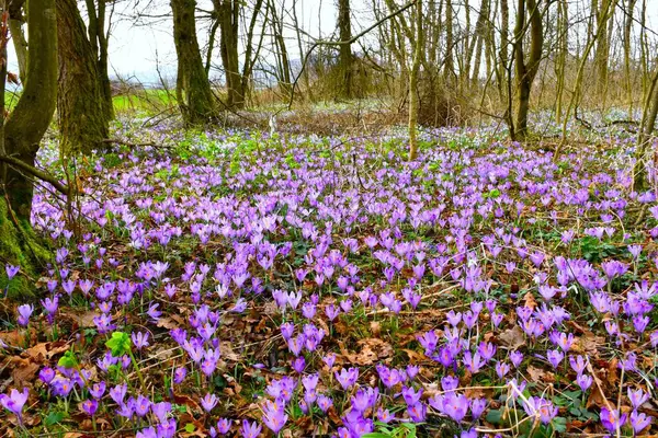 Mor ilkbahar çiçeği (Crocus vernus) orman tabanını kaplayan çiçekler